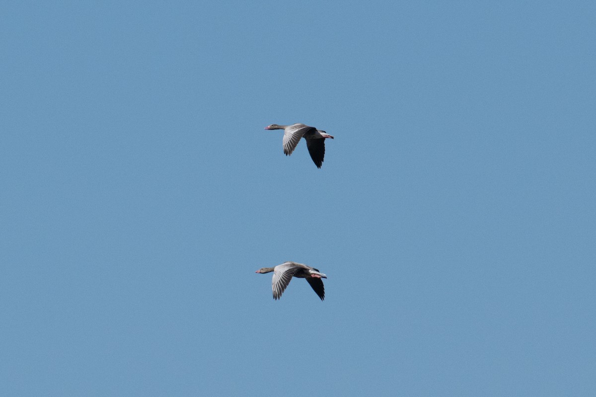 Graylag Goose - ML638005241