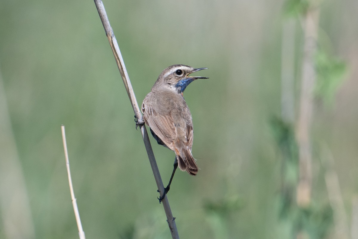 Bluethroat (Red-spotted) - ML638005258