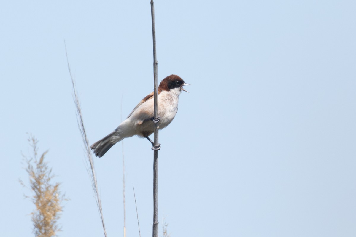 Black-headed Penduline-Tit - ML638005263