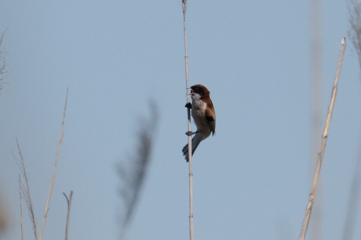 Black-headed Penduline-Tit - ML638005265