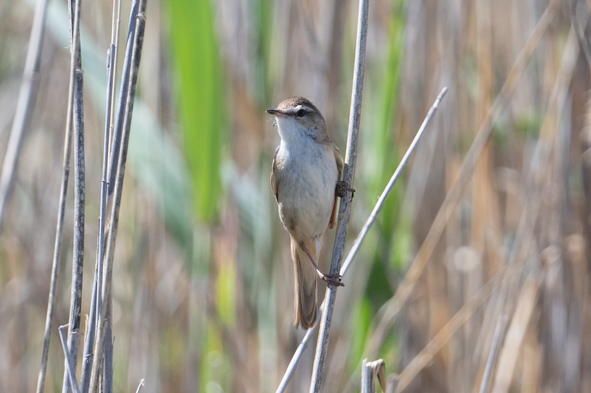 Paddyfield Warbler - ML638005290