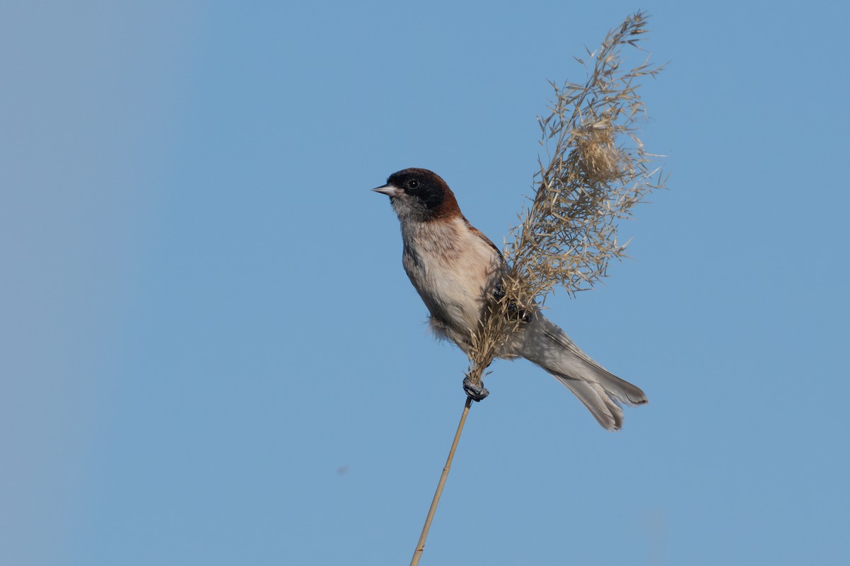 Black-headed Penduline-Tit - ML638005309