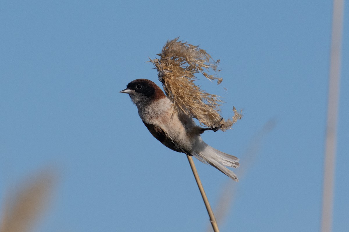 Black-headed Penduline-Tit - ML638005312