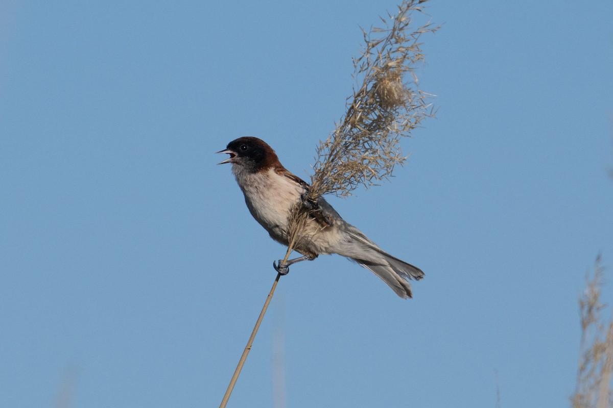 Black-headed Penduline-Tit - ML638005314