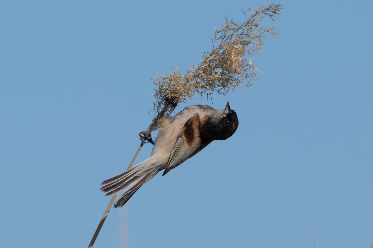 Black-headed Penduline-Tit - ML638005318