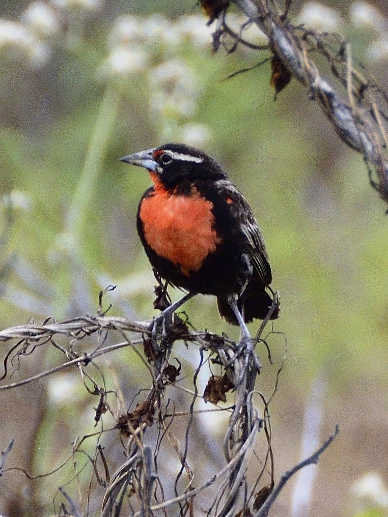 Peruvian Meadowlark - ML638005337