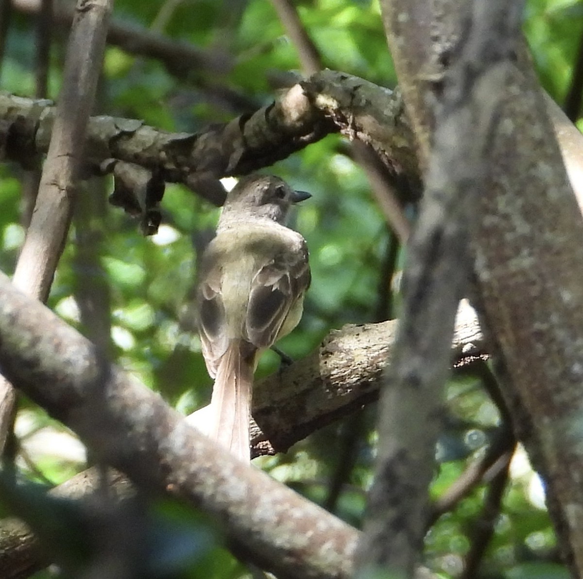Panama Flycatcher - ML638005346