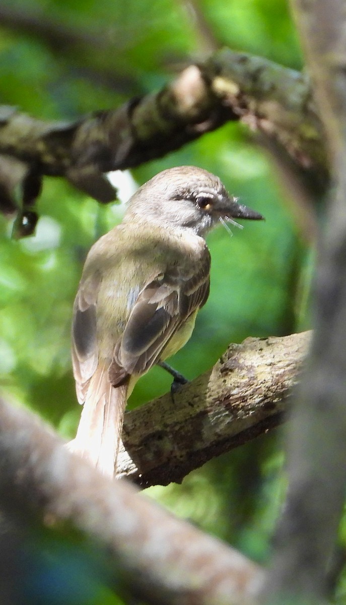 Panama Flycatcher - ML638005347