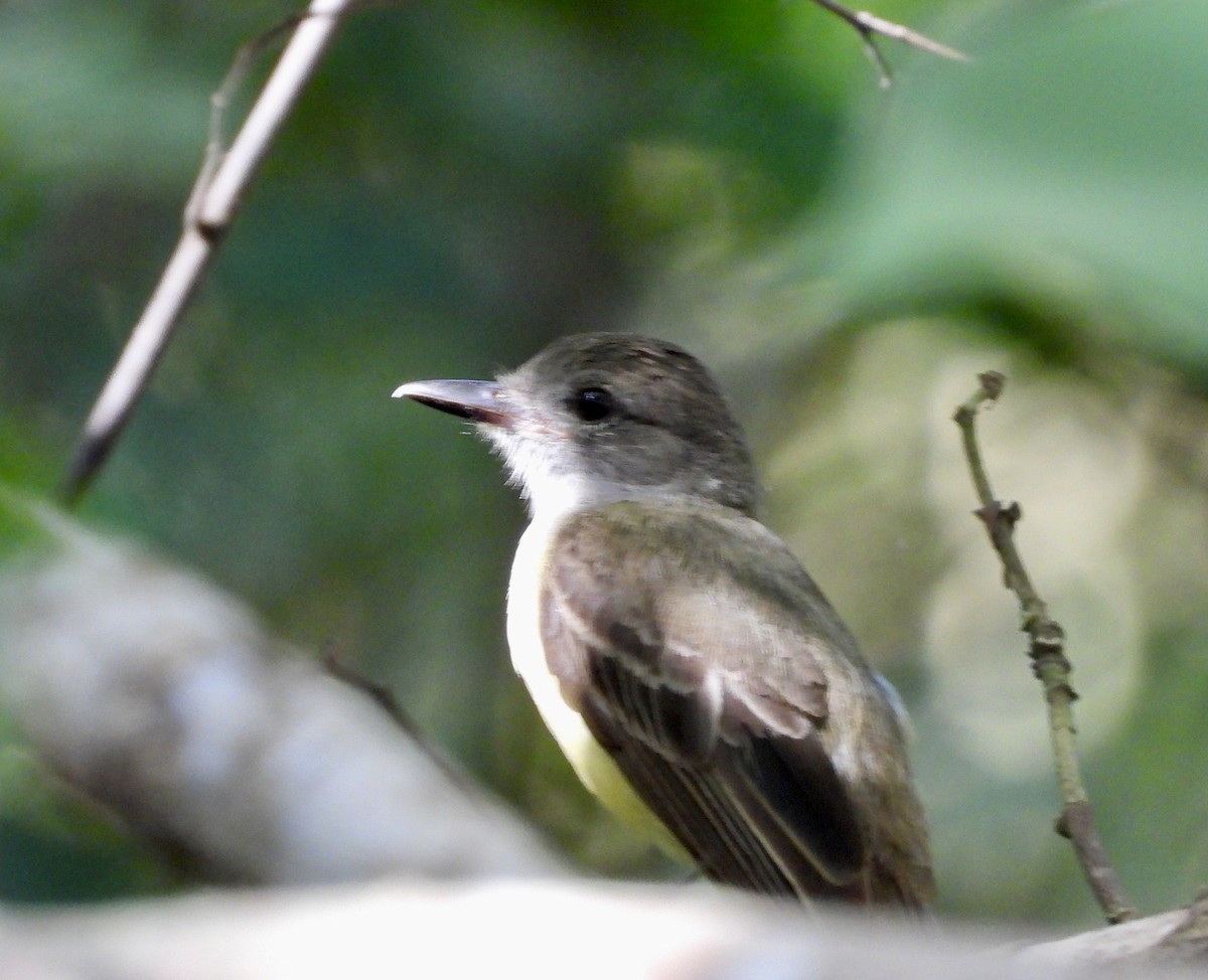 Panama Flycatcher - ML638005349