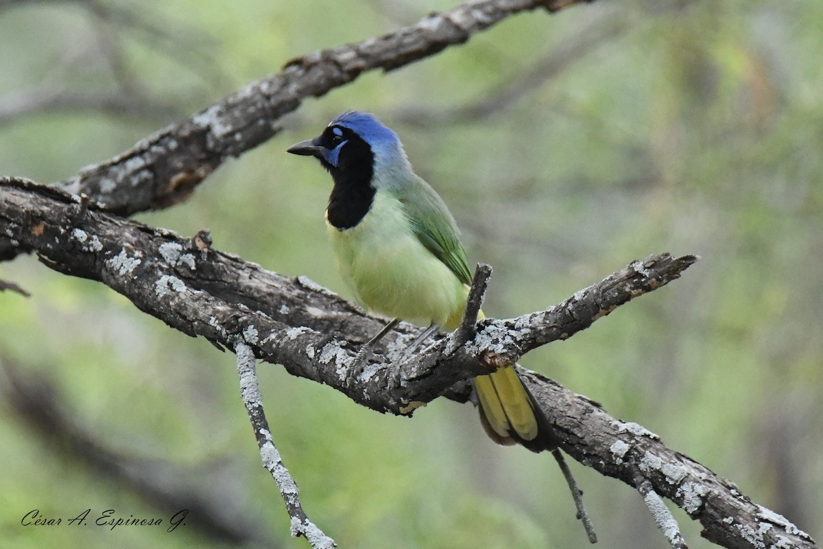 Green Jay - ML638005357