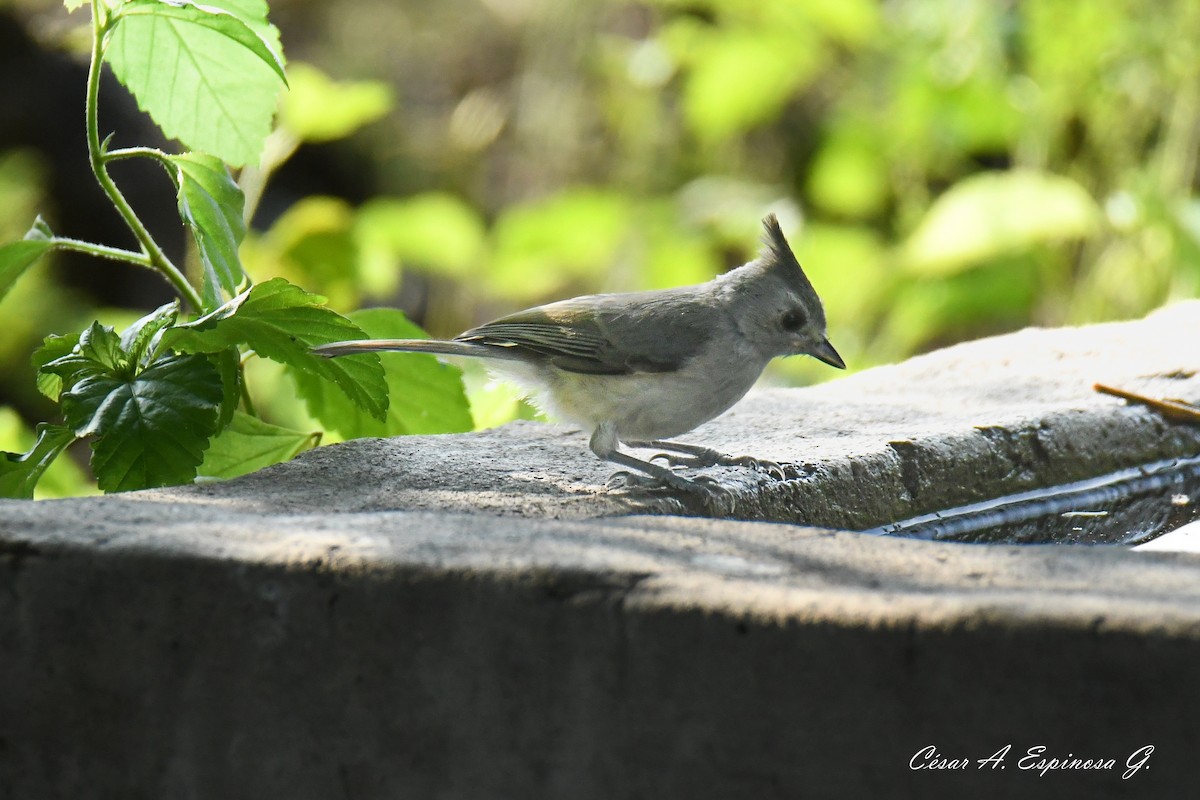 Black-crested Titmouse - ML638005368