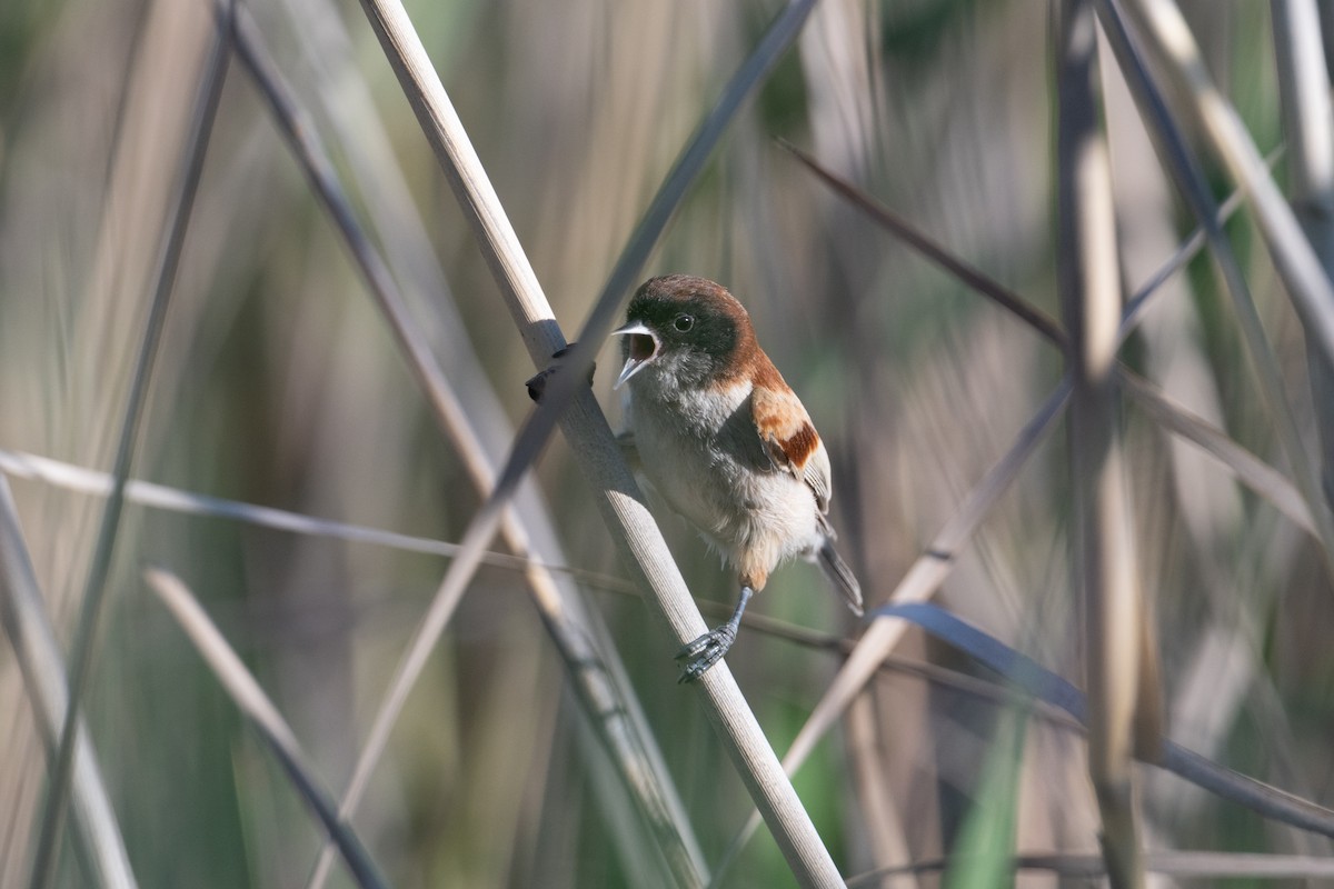 Black-headed Penduline-Tit - ML638005384