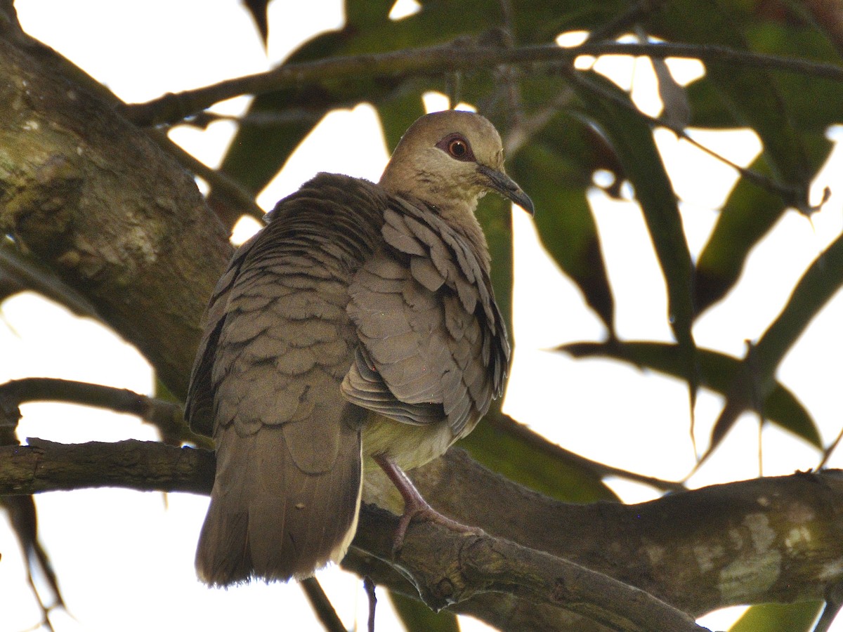 West Peruvian Dove - ML638005388