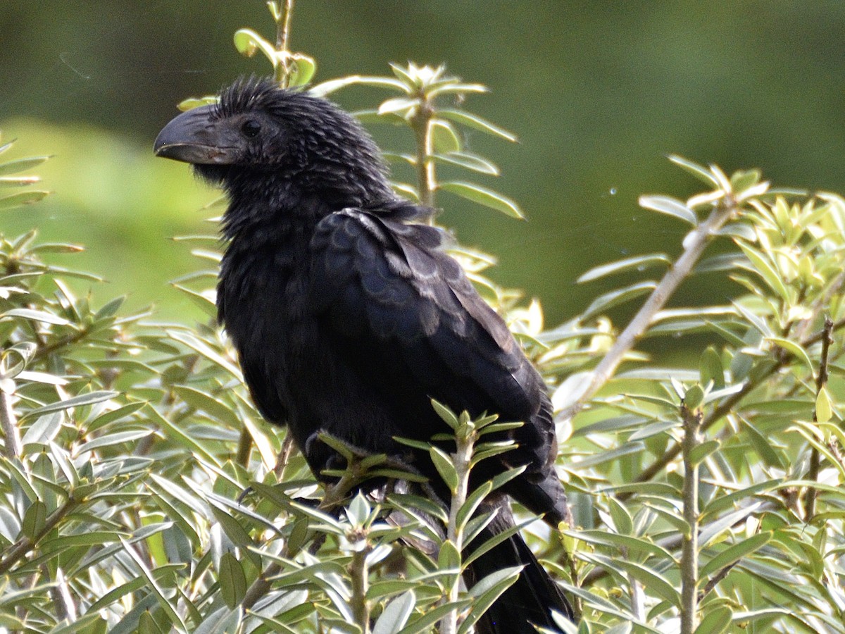 Groove-billed Ani - ML638005405