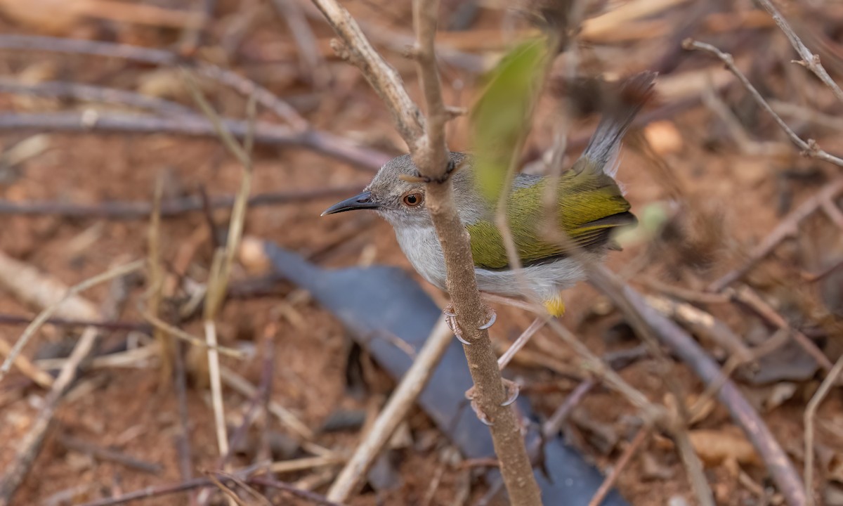 Green-backed Camaroptera (Gray-backed) - ML638005414