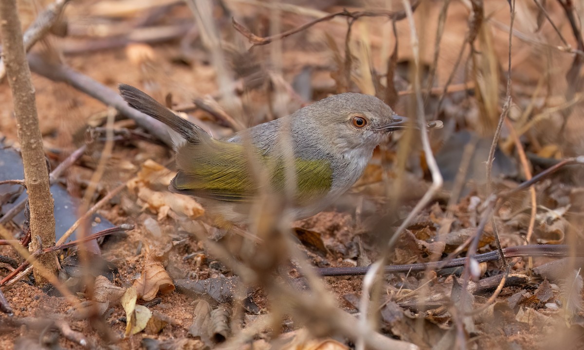 Green-backed Camaroptera (Gray-backed) - ML638005415