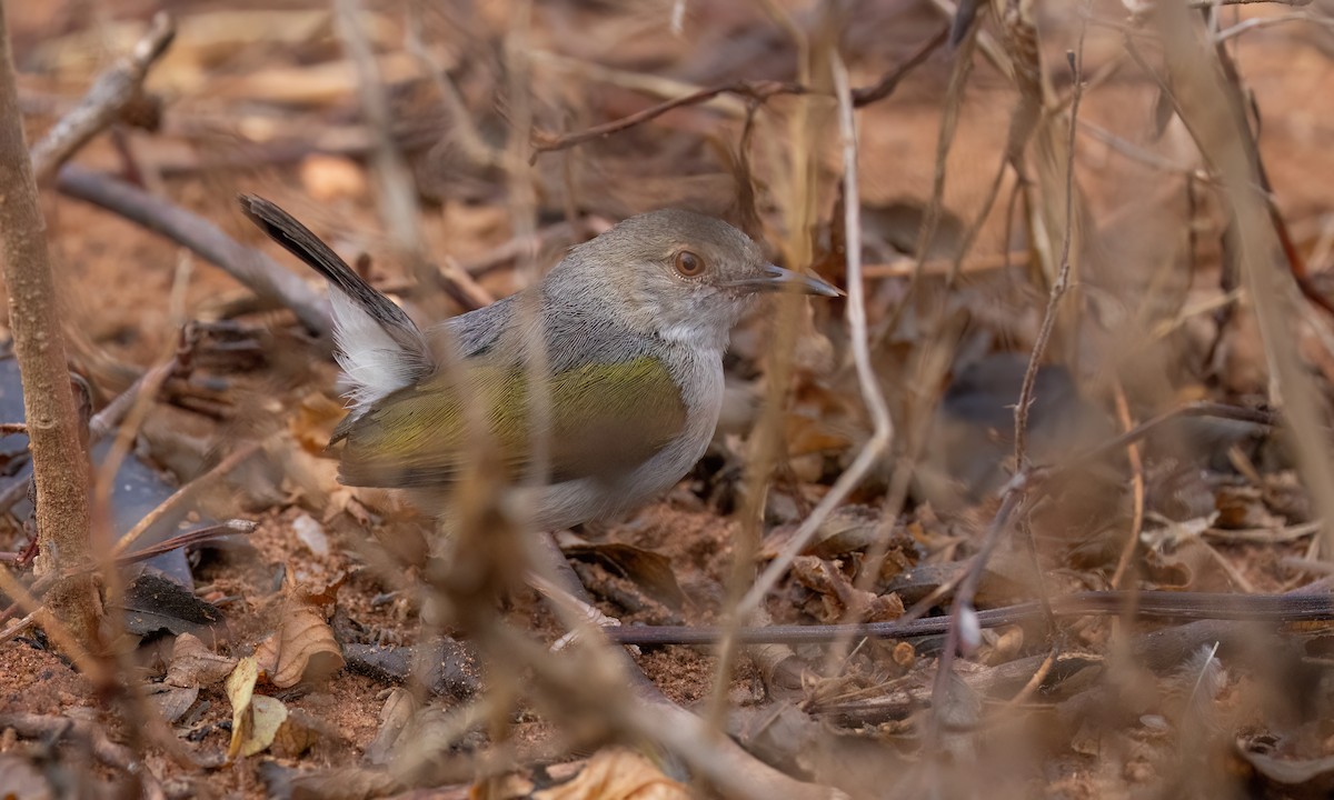 Green-backed Camaroptera (Gray-backed) - ML638005418