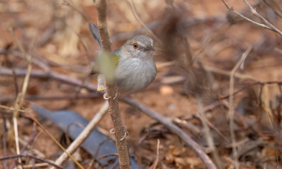 Green-backed Camaroptera (Gray-backed) - ML638005419