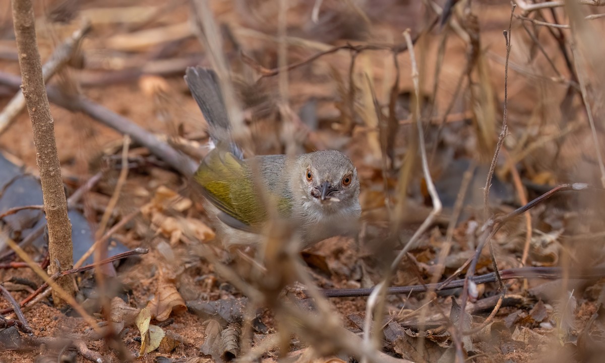 Green-backed Camaroptera (Gray-backed) - ML638005421