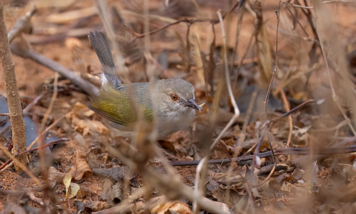 Green-backed Camaroptera (Gray-backed) - ML638005422