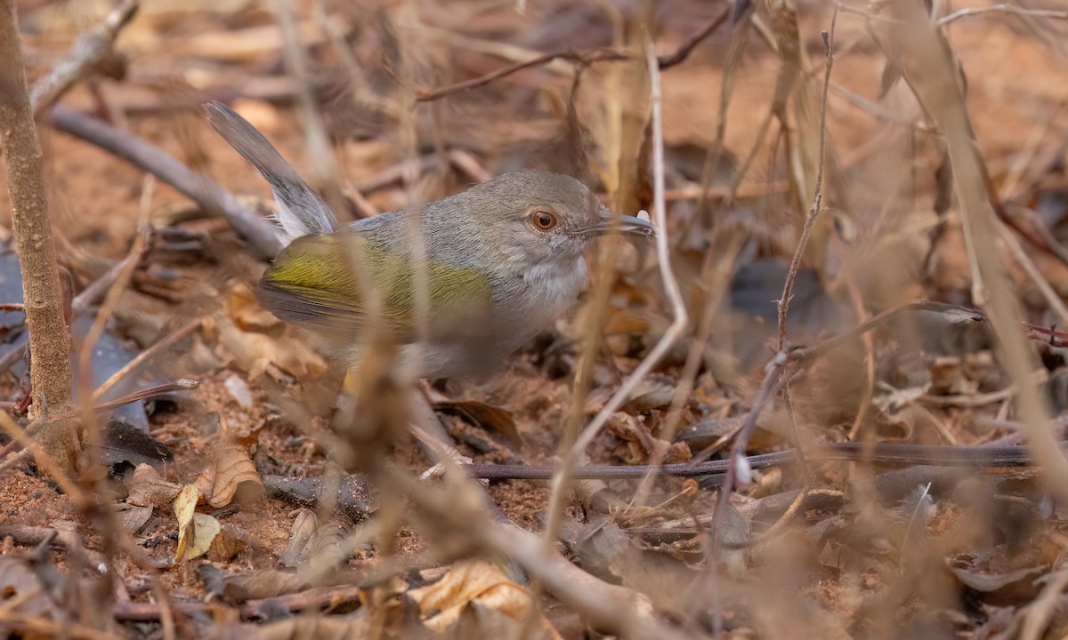 Green-backed Camaroptera (Gray-backed) - ML638005423