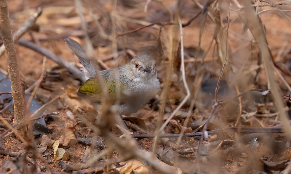 Green-backed Camaroptera (Gray-backed) - ML638005424