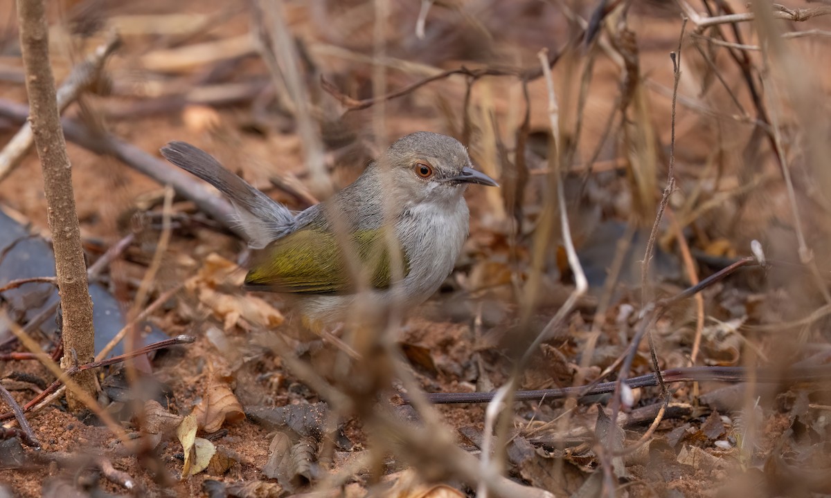 Green-backed Camaroptera (Gray-backed) - ML638005425