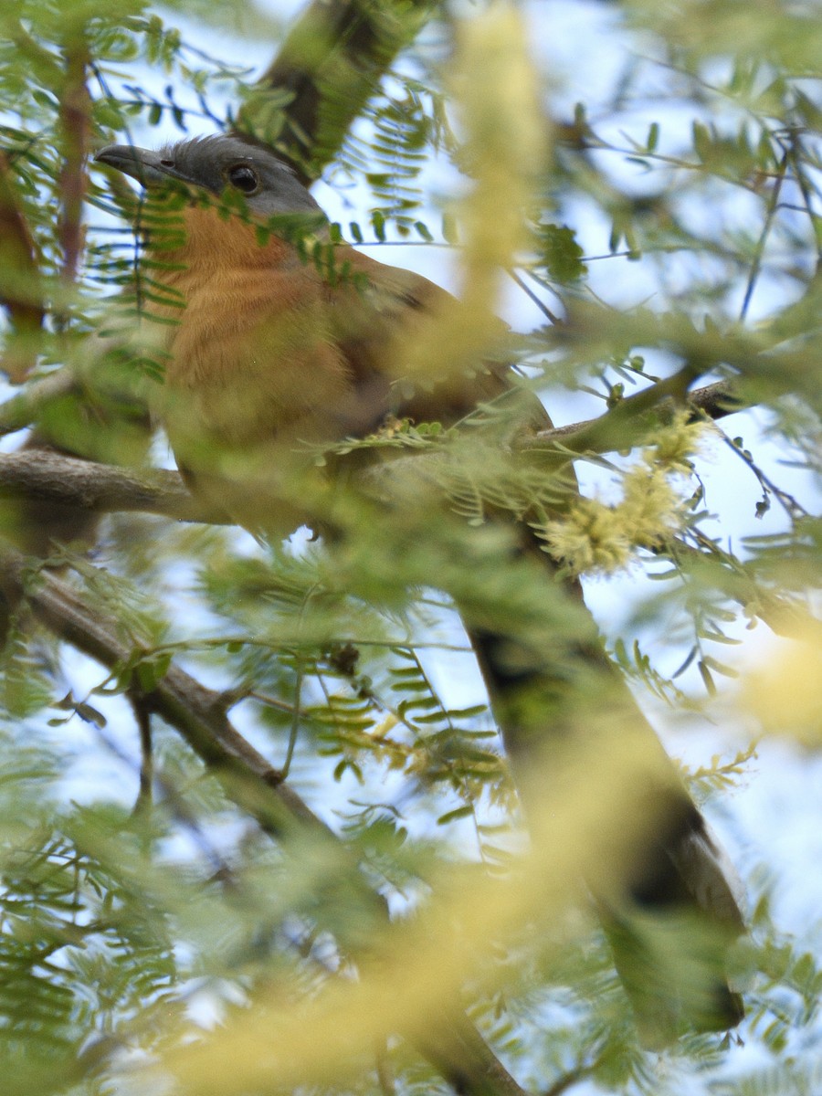 Gray-capped Cuckoo - ML638005427