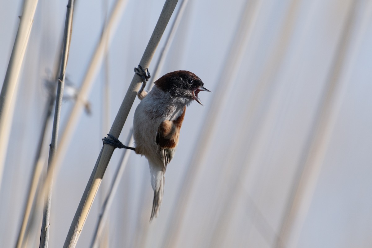 Black-headed Penduline-Tit - ML638005433