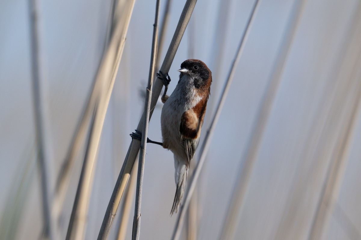 Black-headed Penduline-Tit - ML638005436