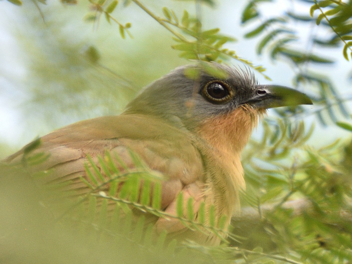 Gray-capped Cuckoo - ML638005437