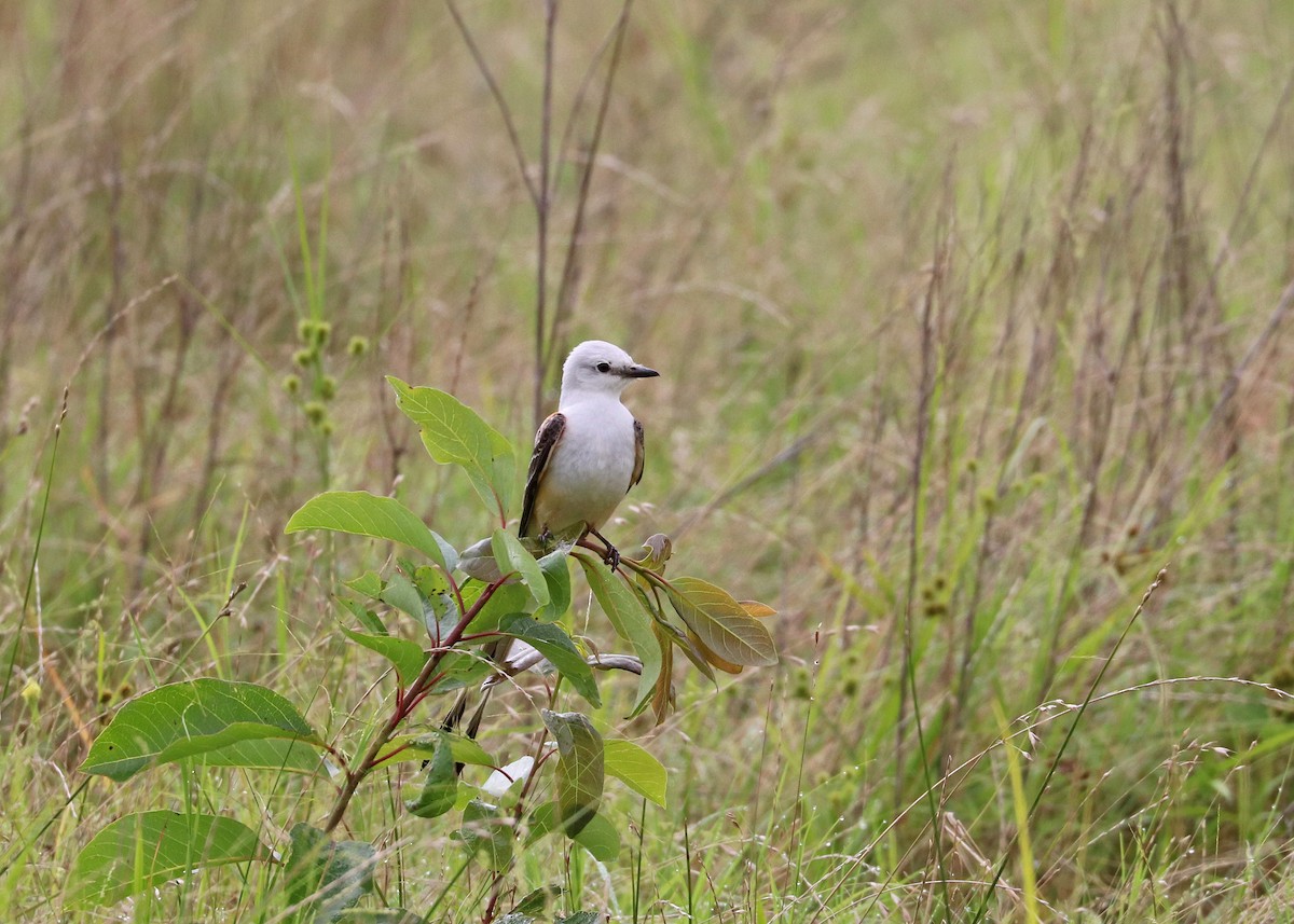 Scissor-tailed Flycatcher - ML638005442