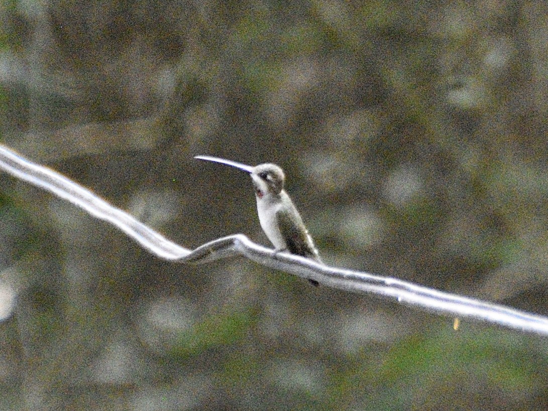 Long-billed Starthroat - ML638005450