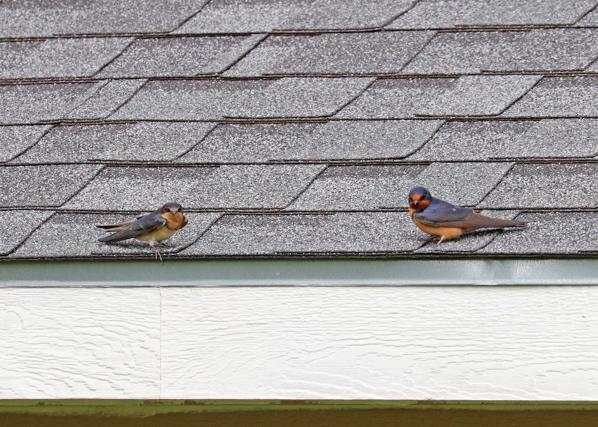 Barn Swallow (American) - ML638005452