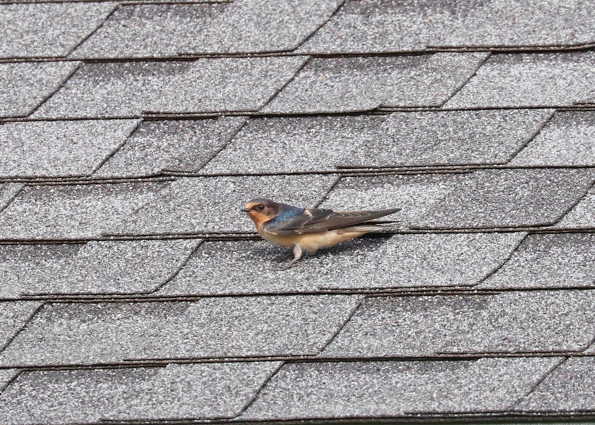 Barn Swallow (American) - ML638005453
