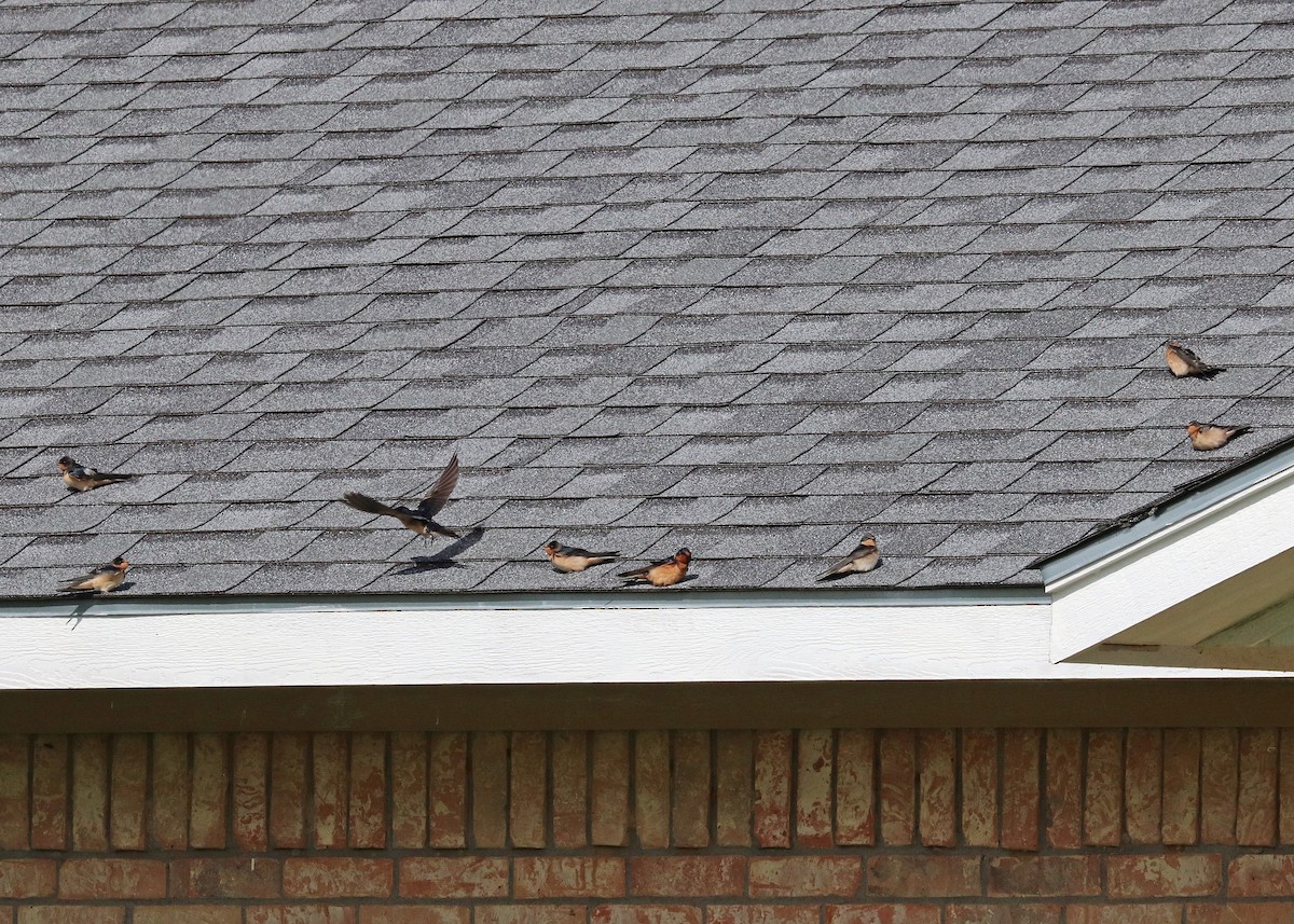 Barn Swallow (American) - ML638005454