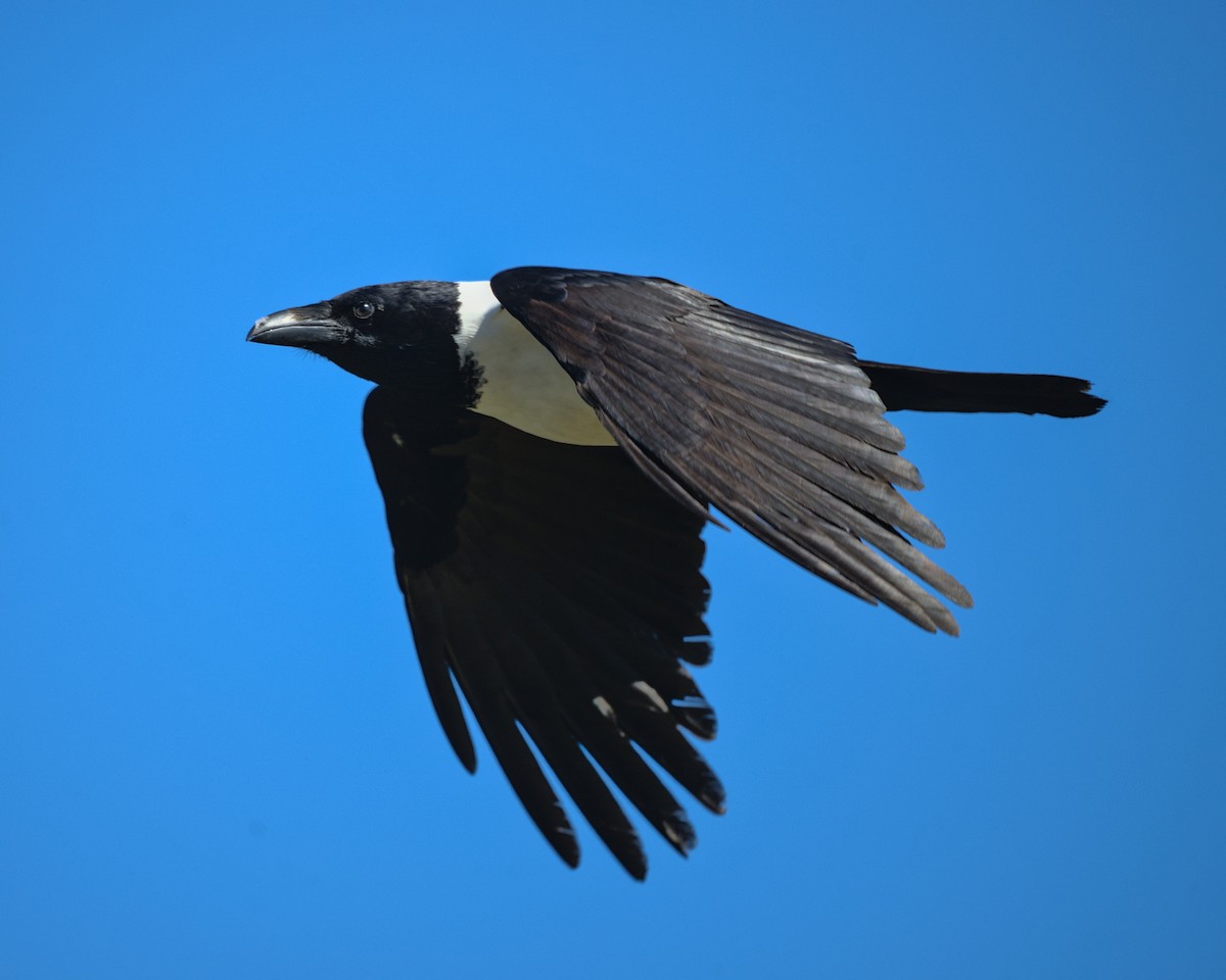 Pied Crow - ML638005455