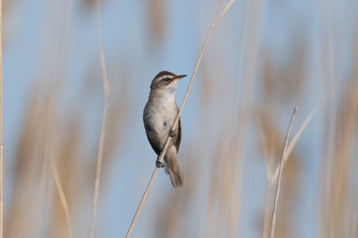 Moustached Warbler - ML638005456
