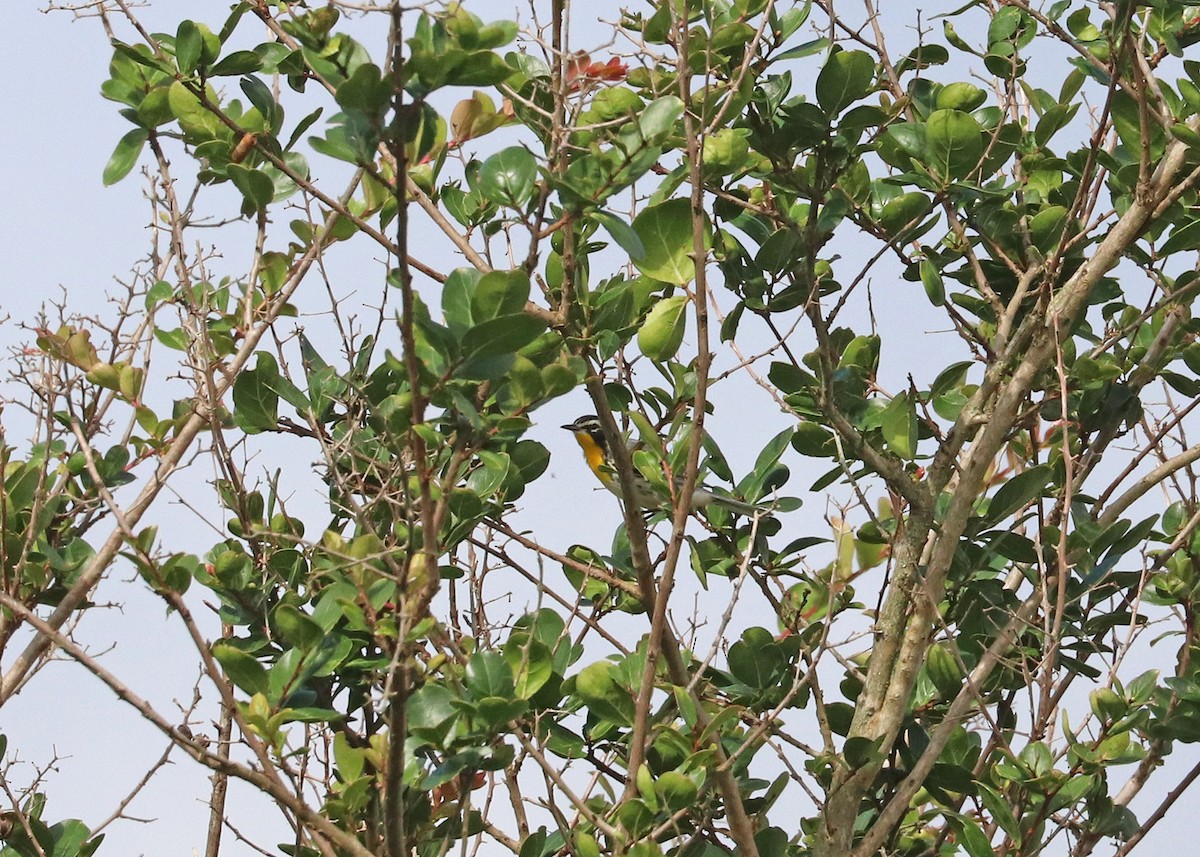 Yellow-throated Warbler - ML638005458
