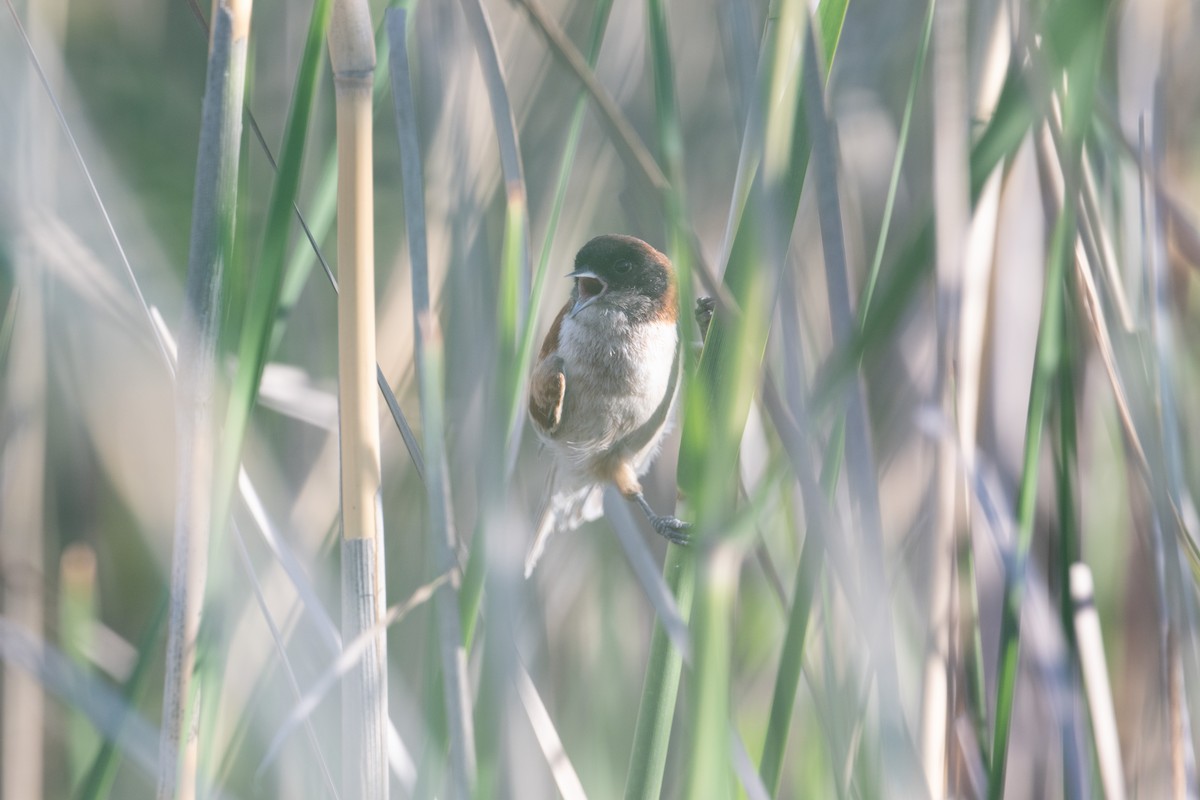 Black-headed Penduline-Tit - ML638005462