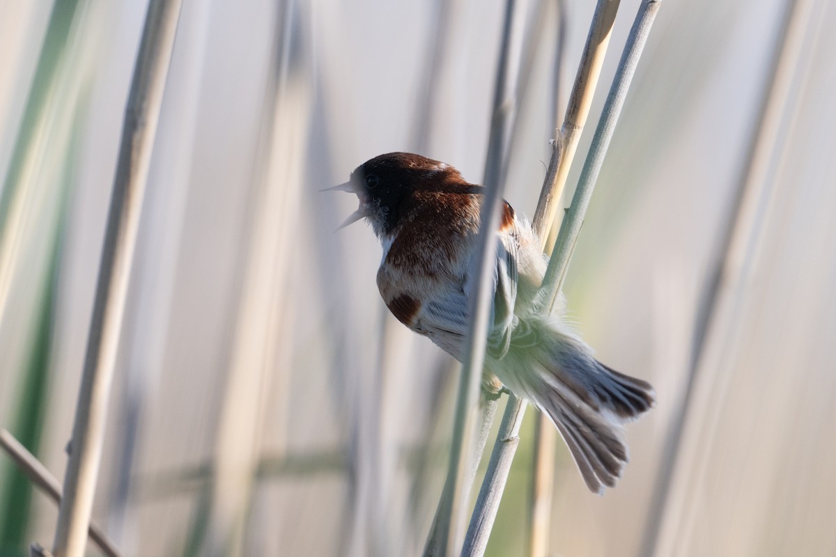Black-headed Penduline-Tit - ML638005464