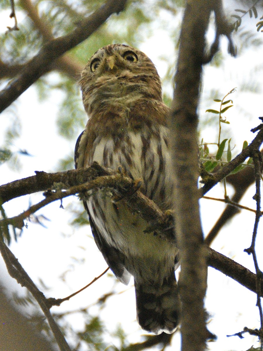 Peruvian Pygmy-Owl - ML638005465