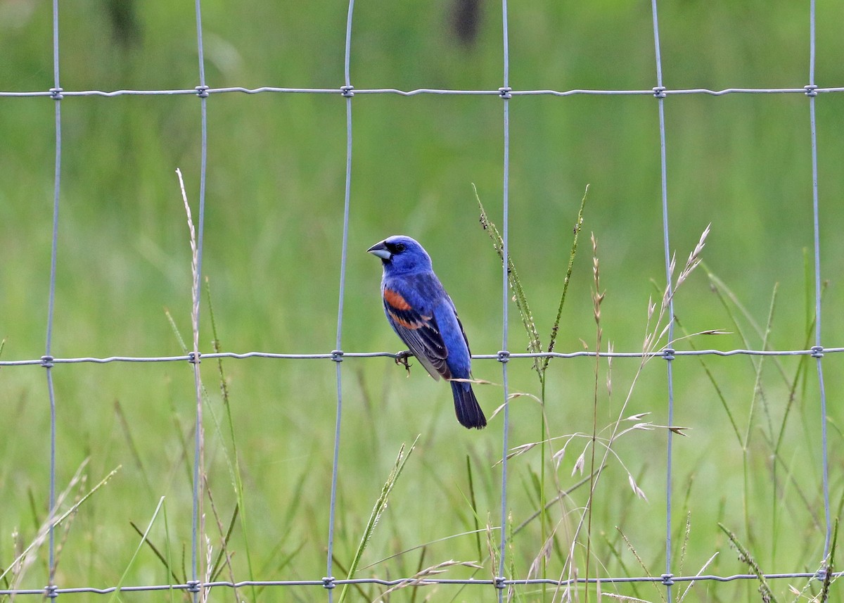 Blue Grosbeak - ML638005466
