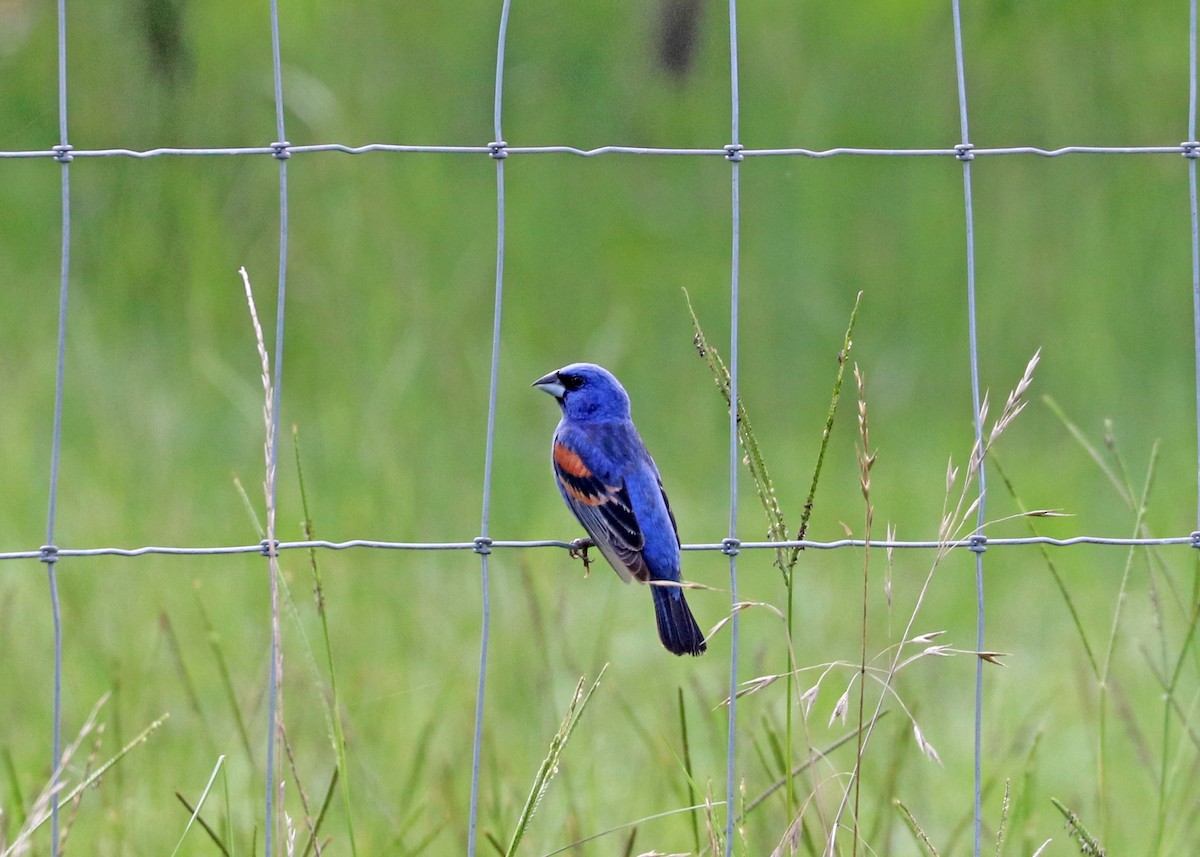 Blue Grosbeak - ML638005467