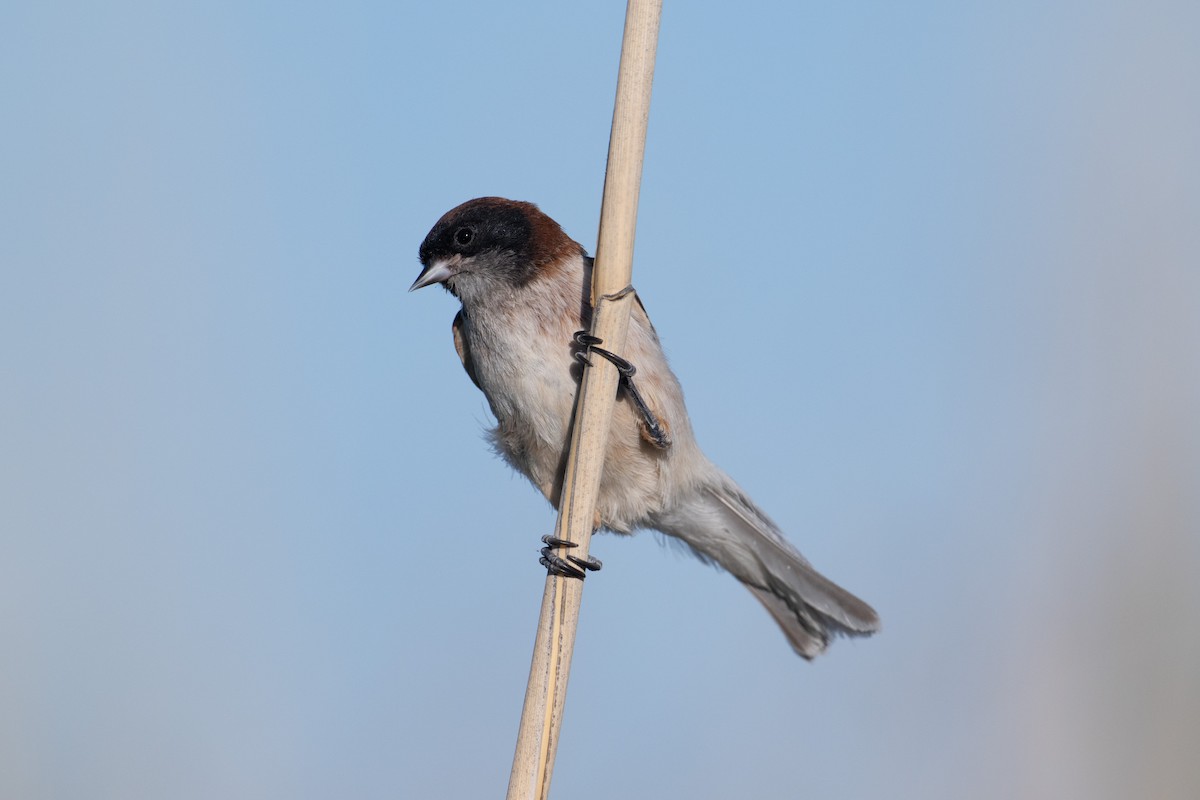 Black-headed Penduline-Tit - ML638005469