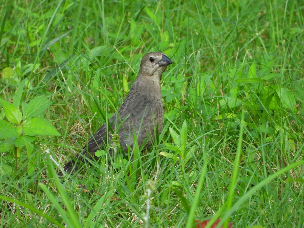 Brown-headed Cowbird - ML638005470