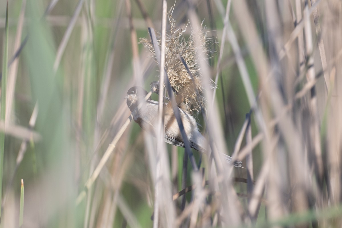 Black-headed Penduline-Tit - ML638005471