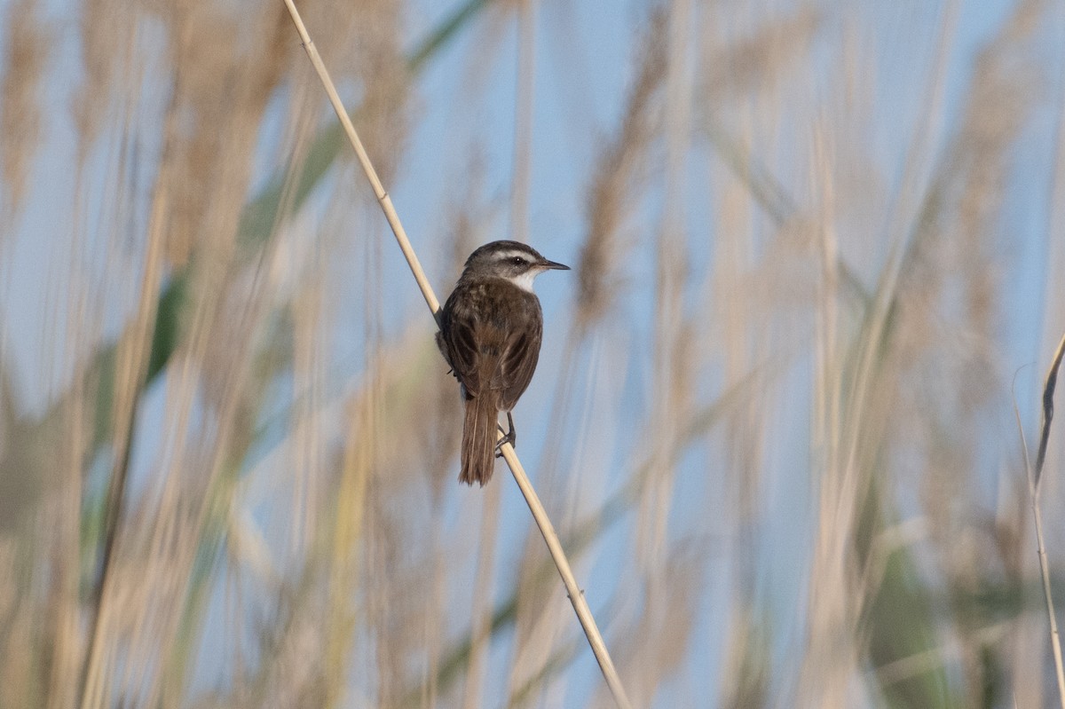 Moustached Warbler - ML638005480