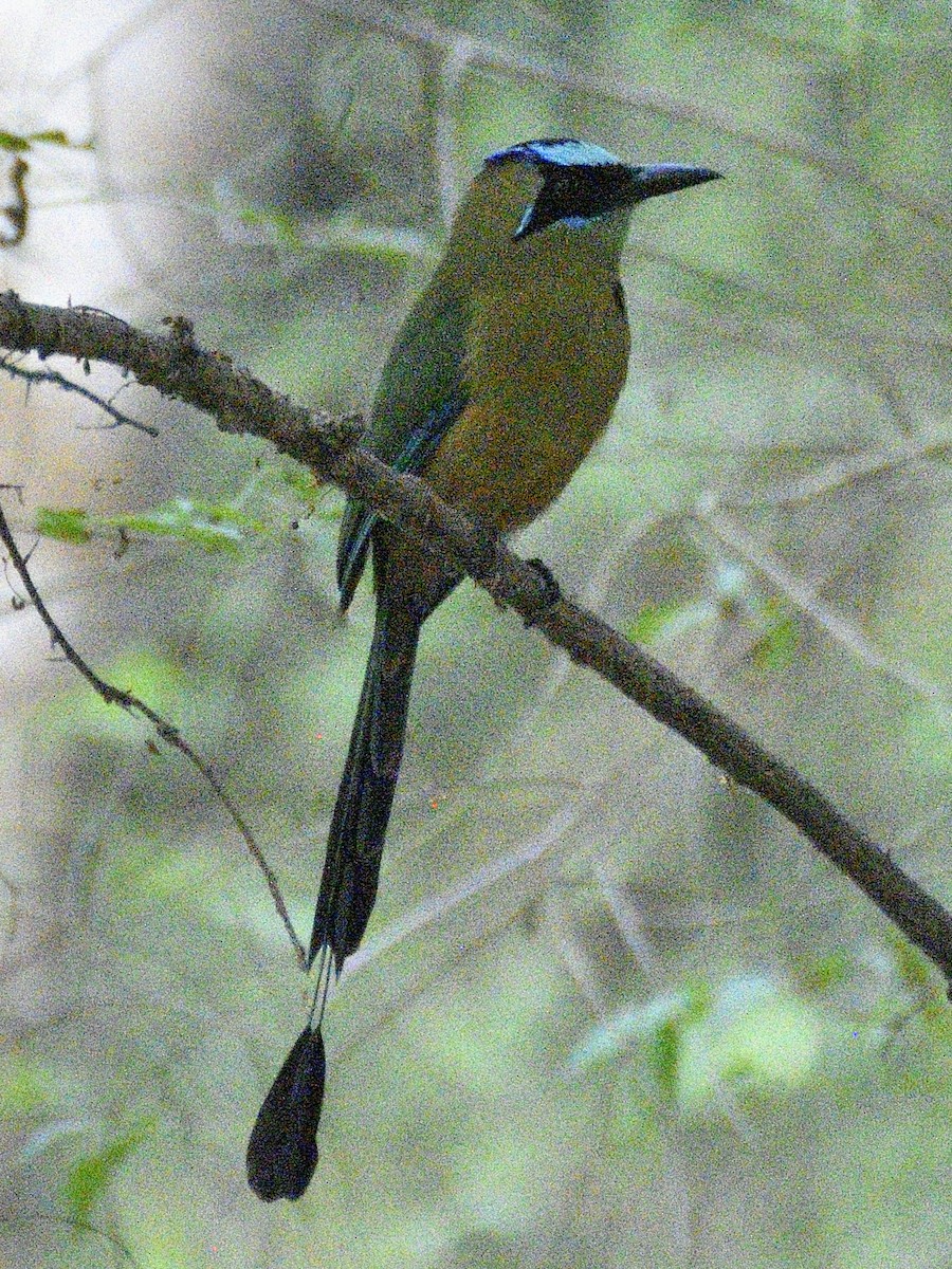 Whooping Motmot - ML638005482