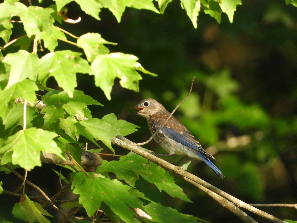Eastern Bluebird - ML638005487